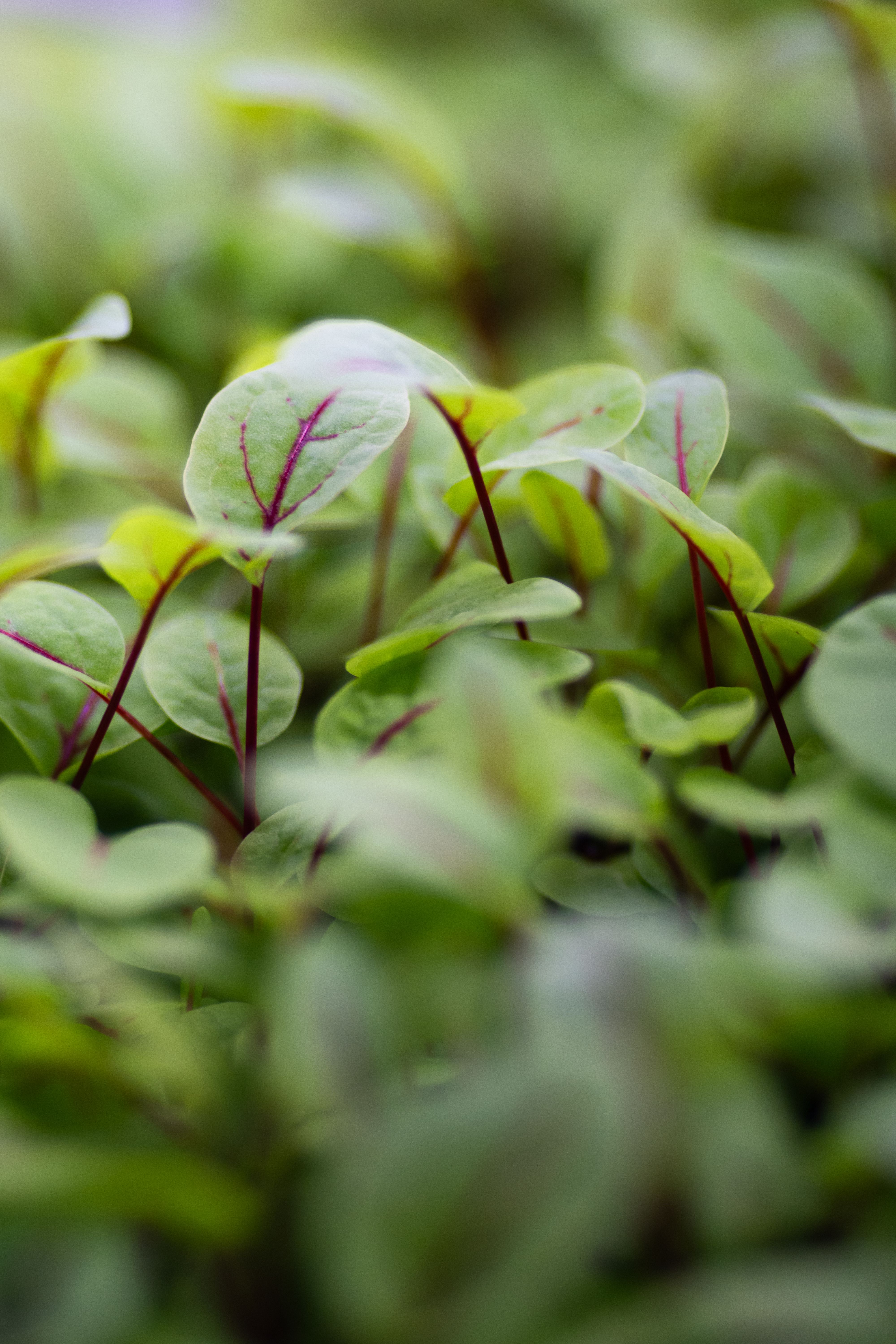 Red Veined Sorrel microgreens, chef-grade, fresh-cut