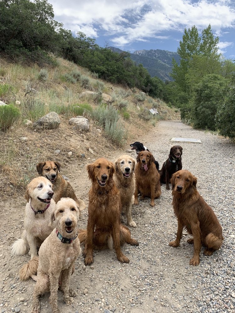 Midvale Obedience Training