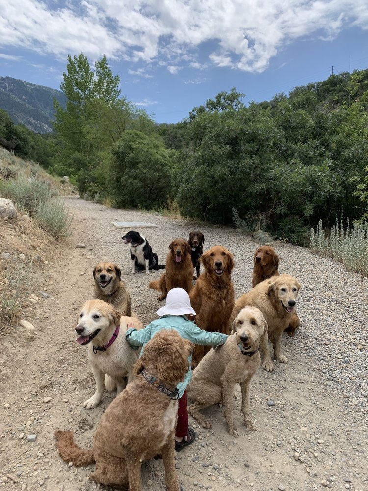 Lehi Obedience Training