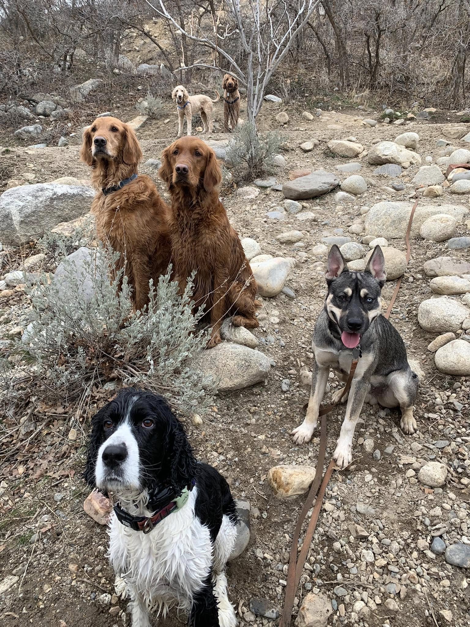 Draper Obedience Training