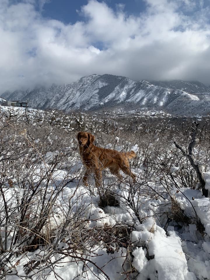 Dog Impulse Control South Jordan