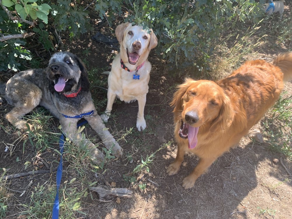 Cottonwood Heights Dog Hiking