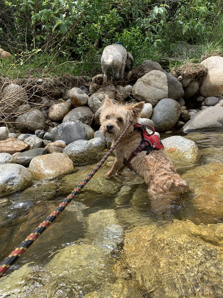Holladay Obedience Training