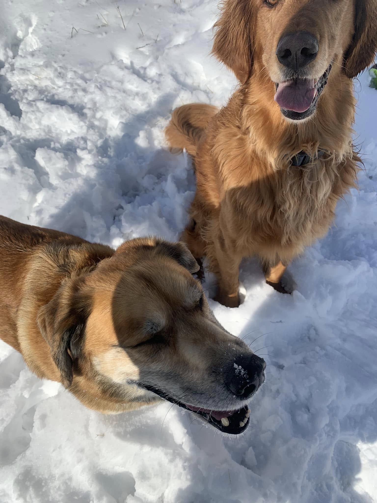 Dog Nervous System Repair South Jordan