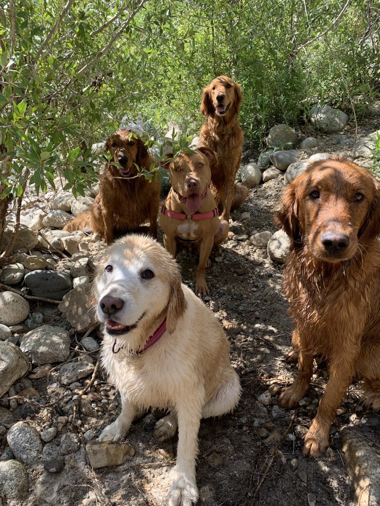 Holladay Emotional Support Dog Training