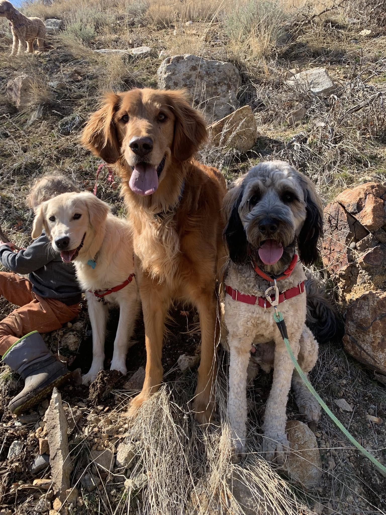 Park City Obedience Training