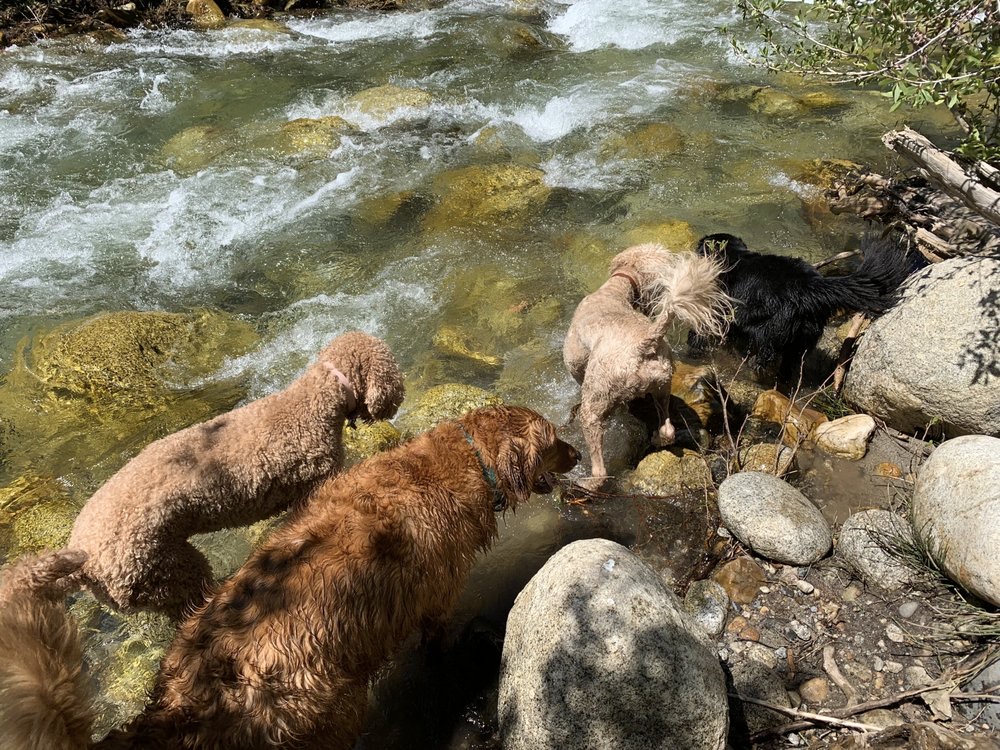 Millcreek Obedience Training