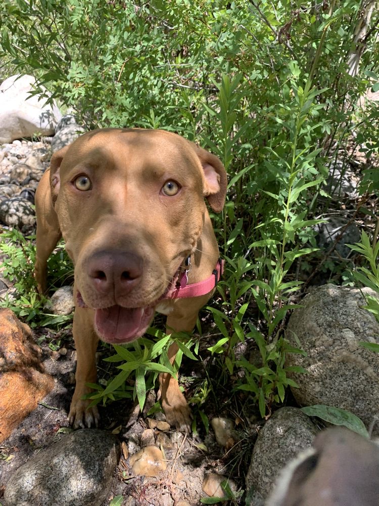 Emotional Support Dog Training 