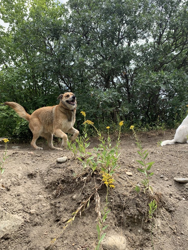  Emotional Support Dog Training