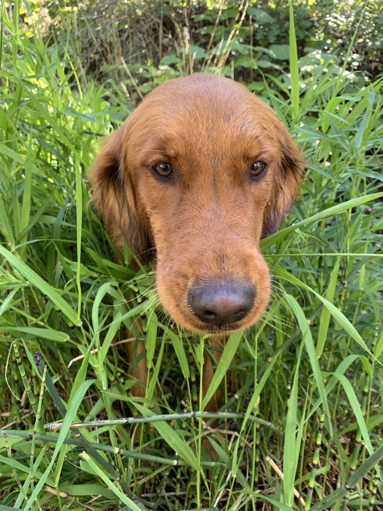 Dog Training South Jordan