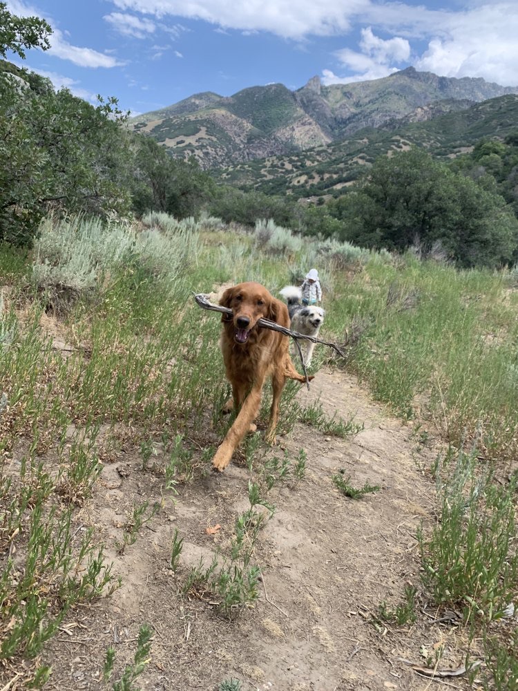 Midvale Dog Hiking