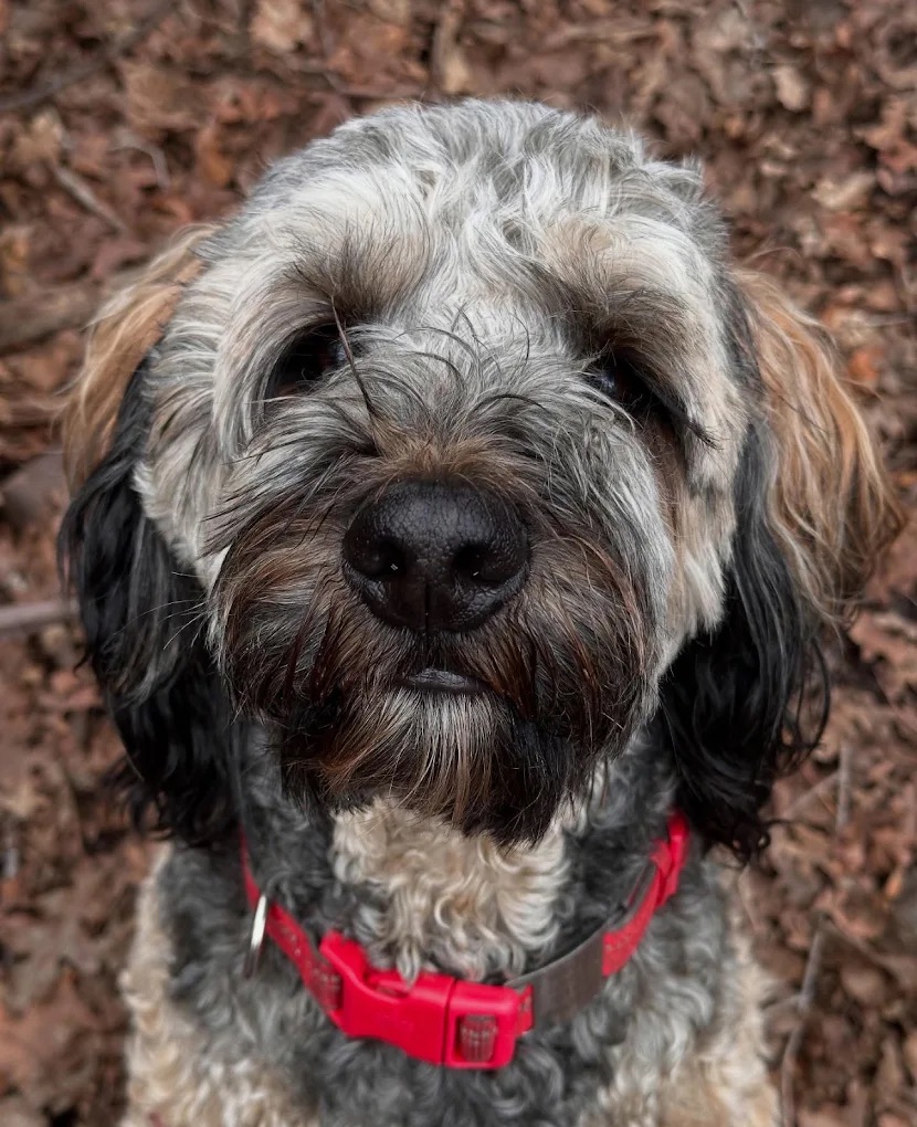 Sandy Obedience Training