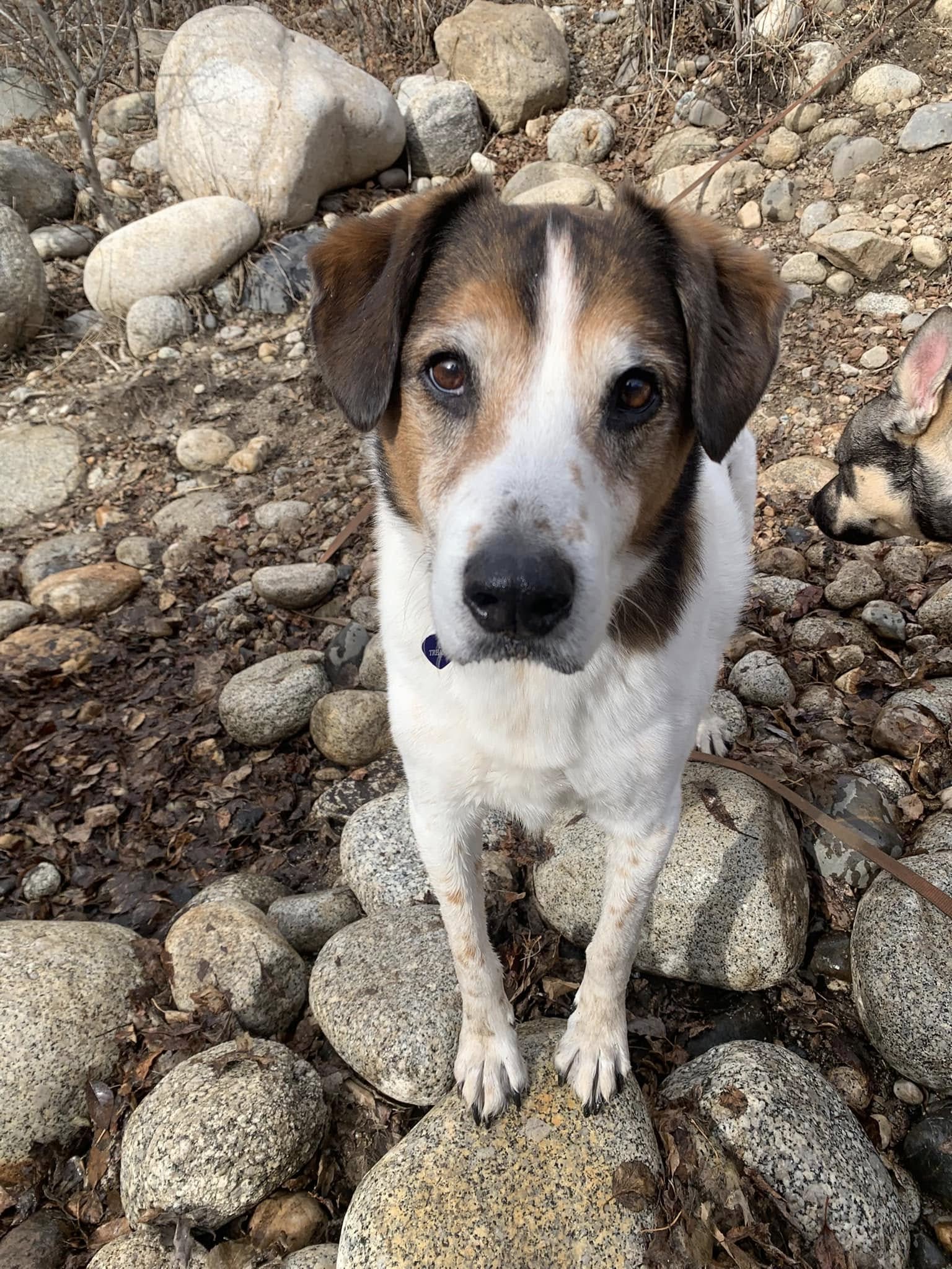 Canine Psychology Training South Jordan