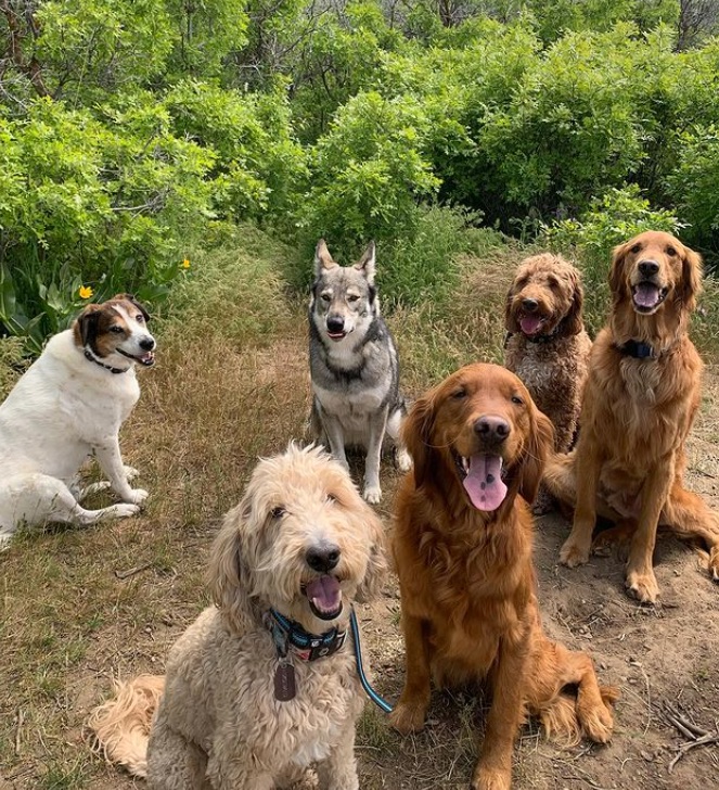 Lehi Dog Hiking