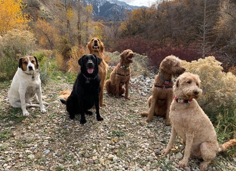 Draper Obedience Training