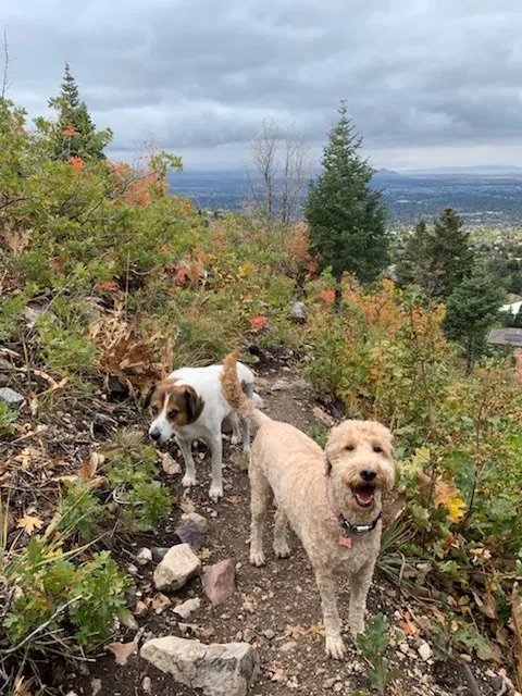 Dog Hiking South Jordan