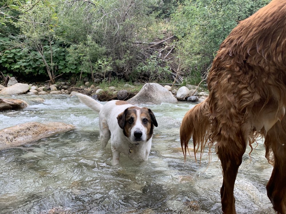 Murray Obedience Training