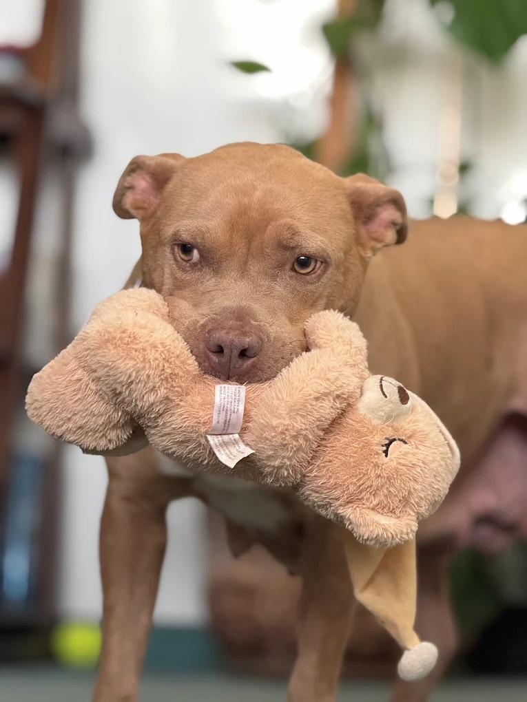 Dog Nervous System Repair South Jordan