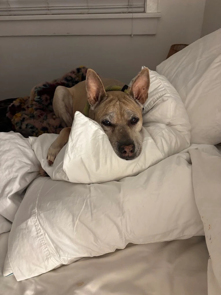 Emotional Support Dog Training South Jordan