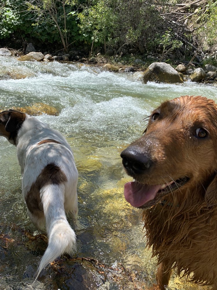 Emotional Support Dog Training South Jordan