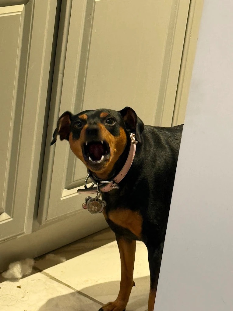 Draper Dog Impulse Control