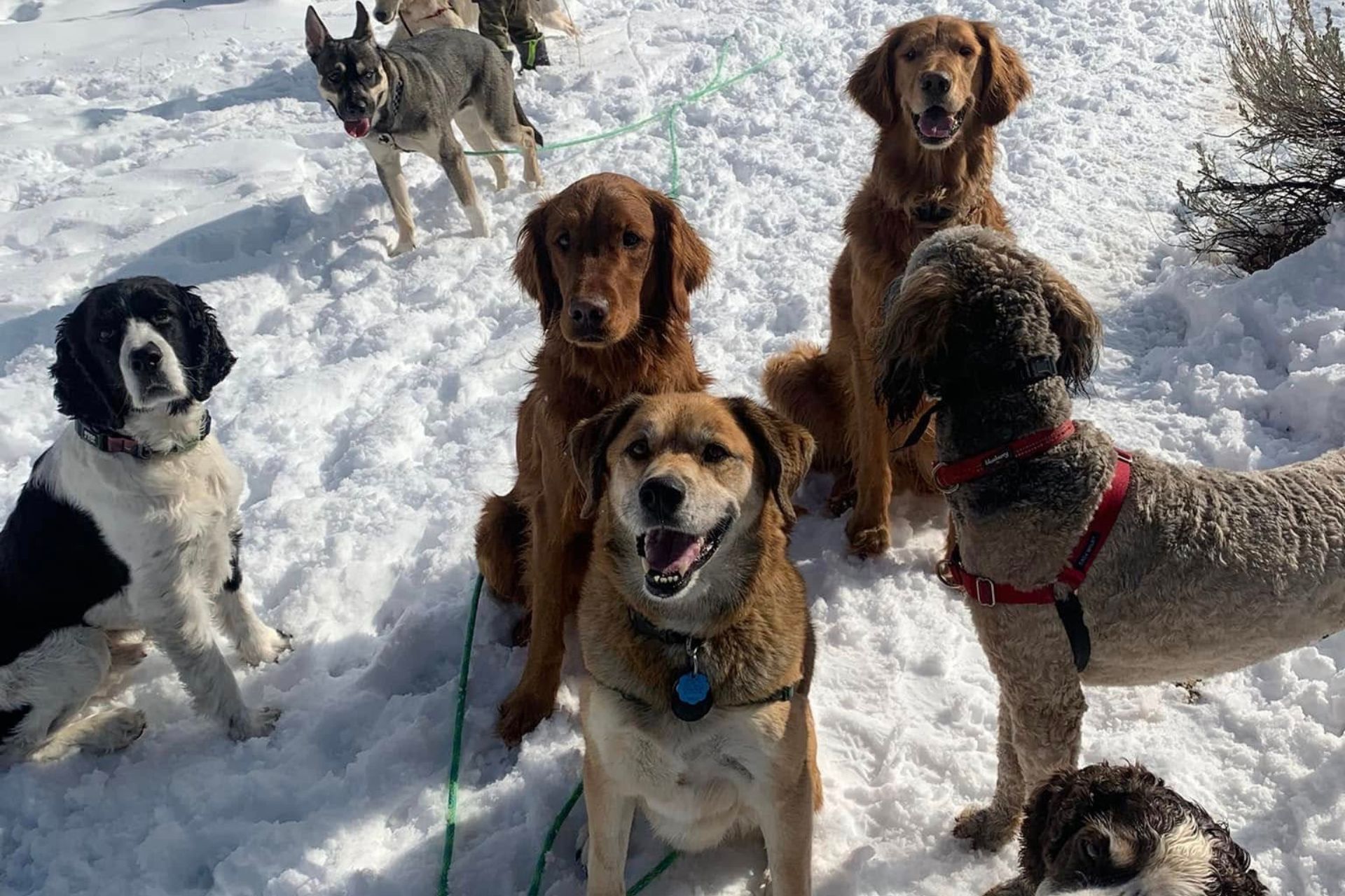 Canine Psychology Training in South Jordan