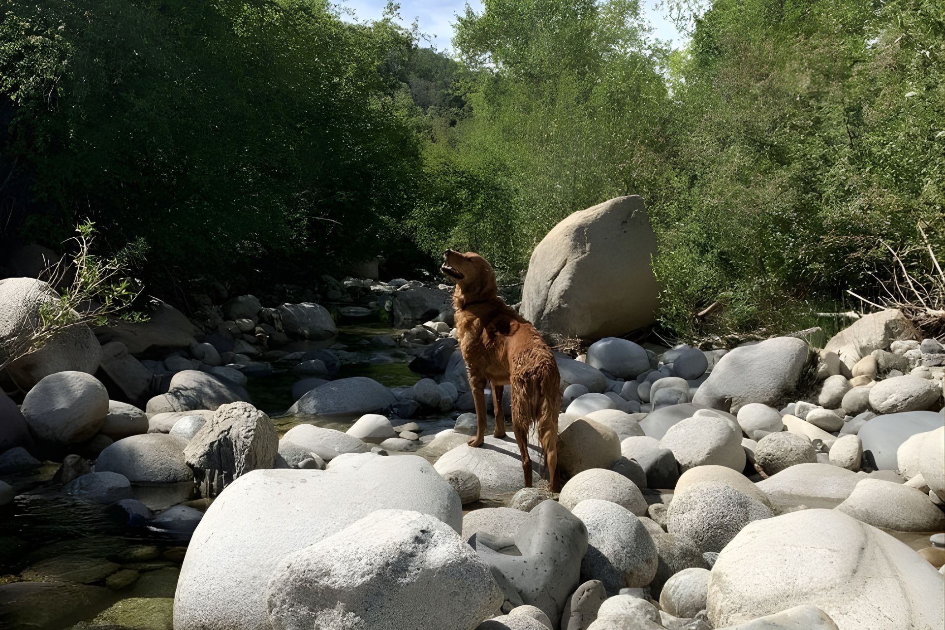 Dog Hiking in South Jordan