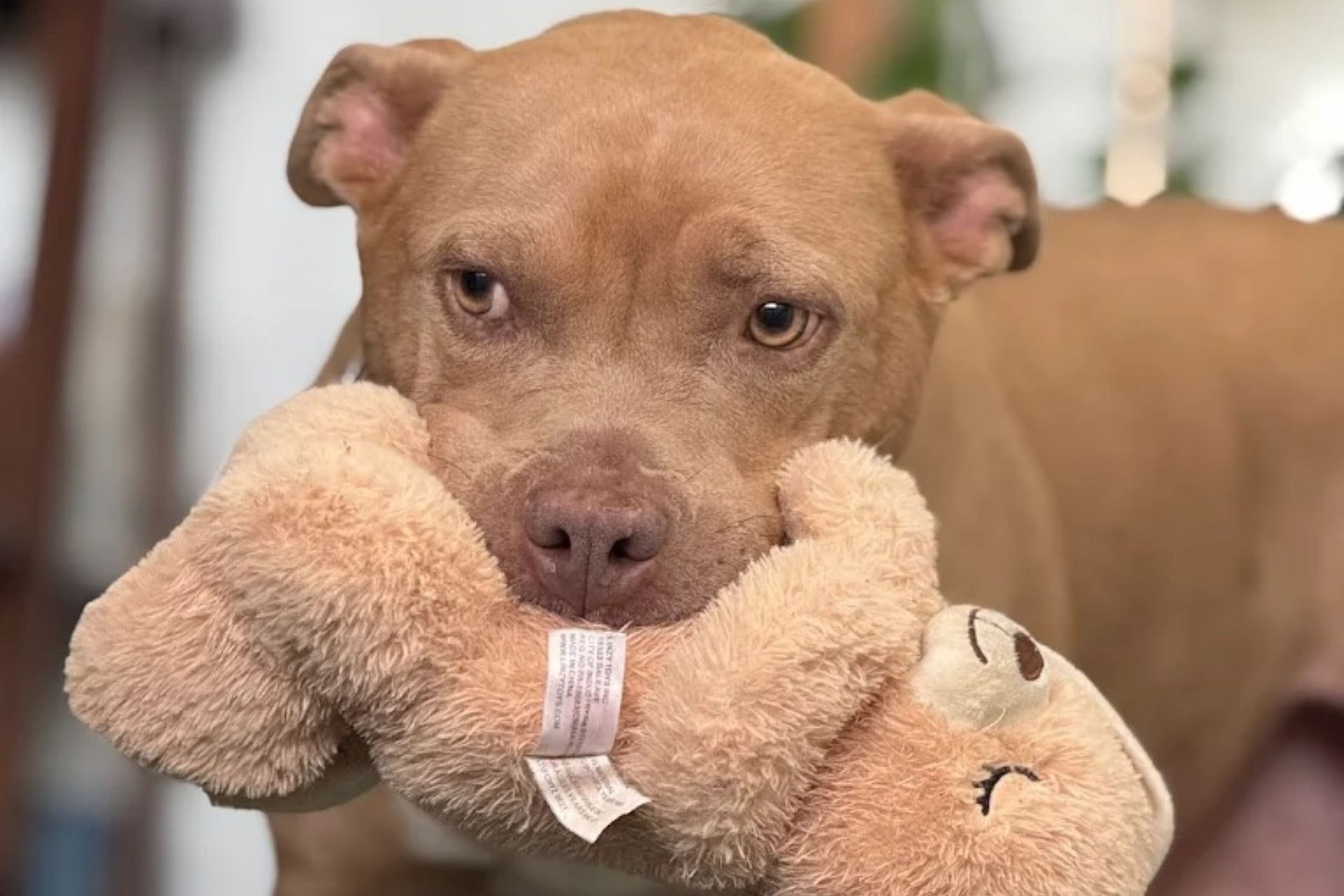 Dog Nervous System Repair in South Jordan