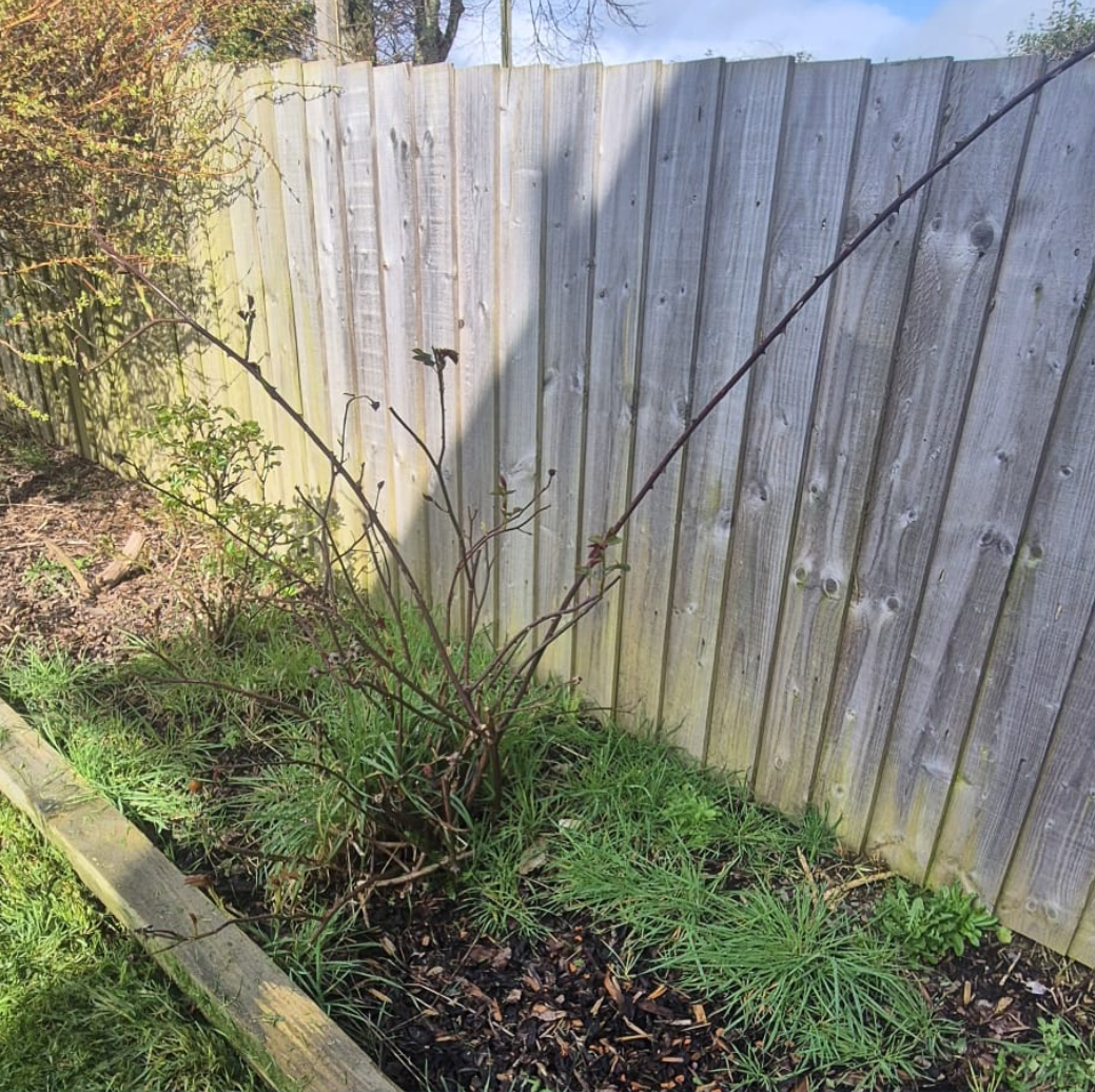 lawn mowing by king wood projects in saltash
