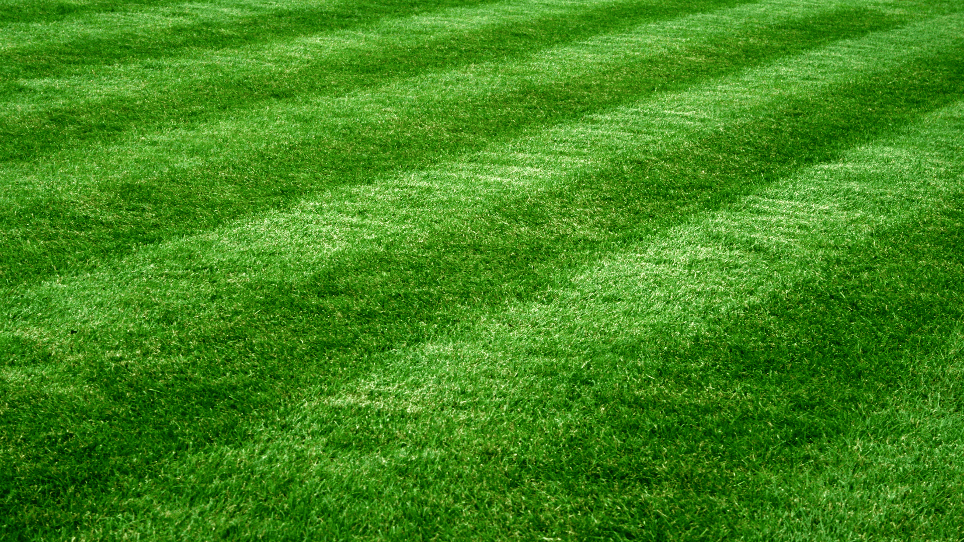 Lawn Revitalization in Manchester