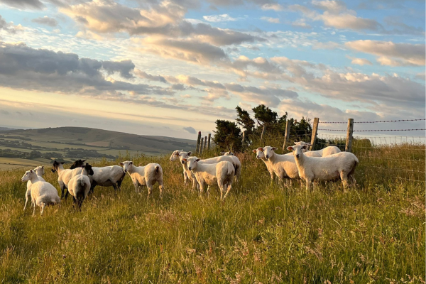 sheep sheep