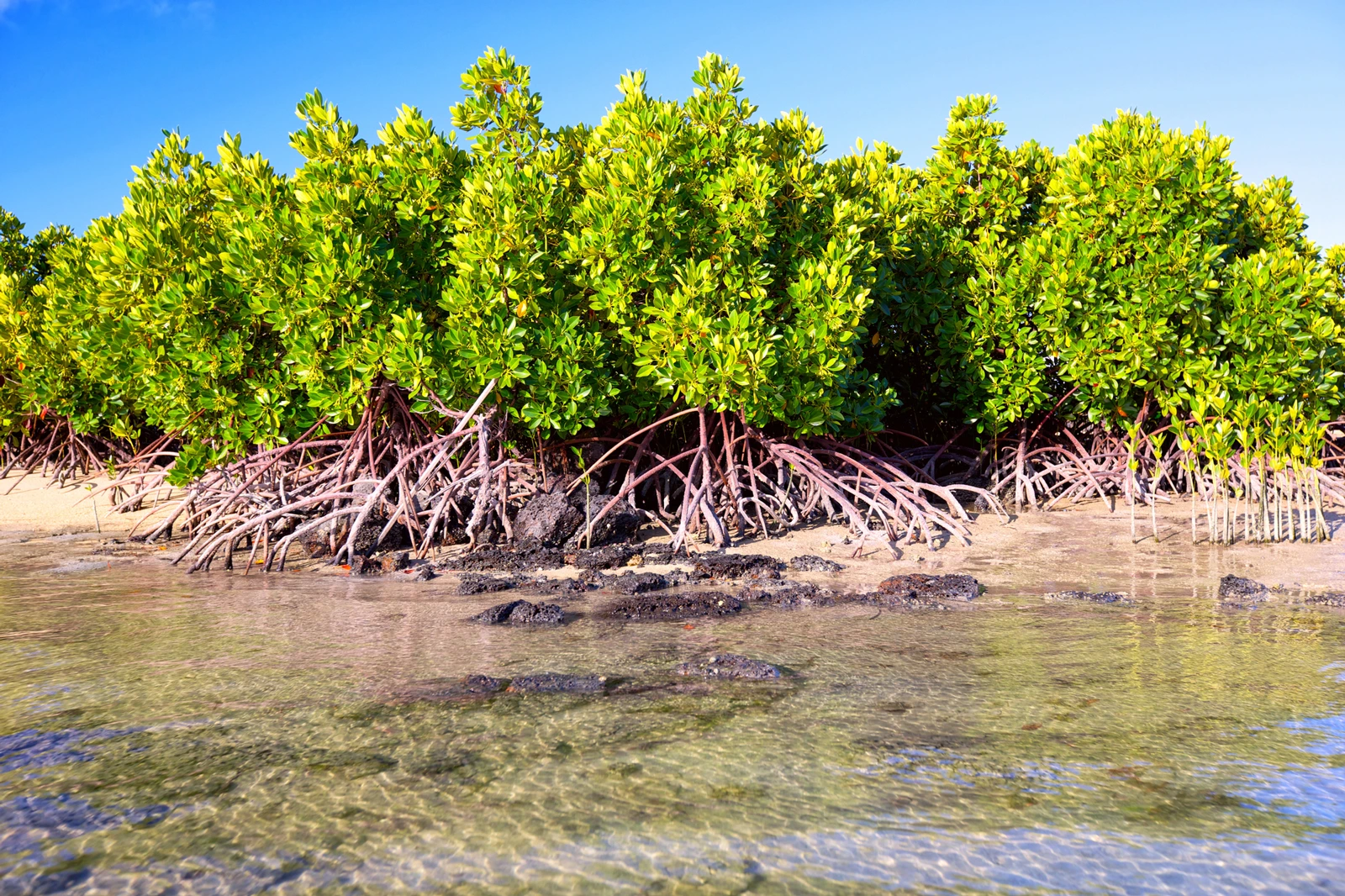 Coastal geology and barrier islands research