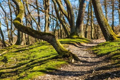 Mossy woodland path representing the Earth element in an elemental ceremony Mossy woodland path representing the Earth element in an elemental ceremony