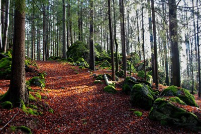Woodland path through tall trees, a setting for an outdoor handfasting in Warwickshire Woodland path through tall trees, a setting for an outdoor handfasting in Warwickshire