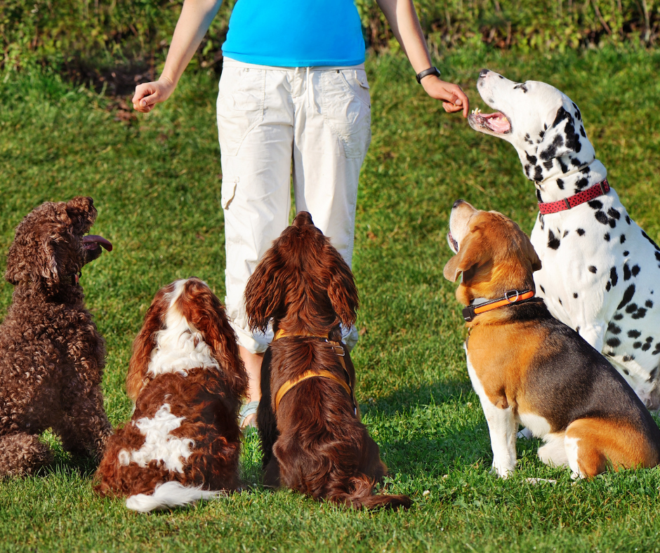 dog and pet daycare in Pueblo, CO