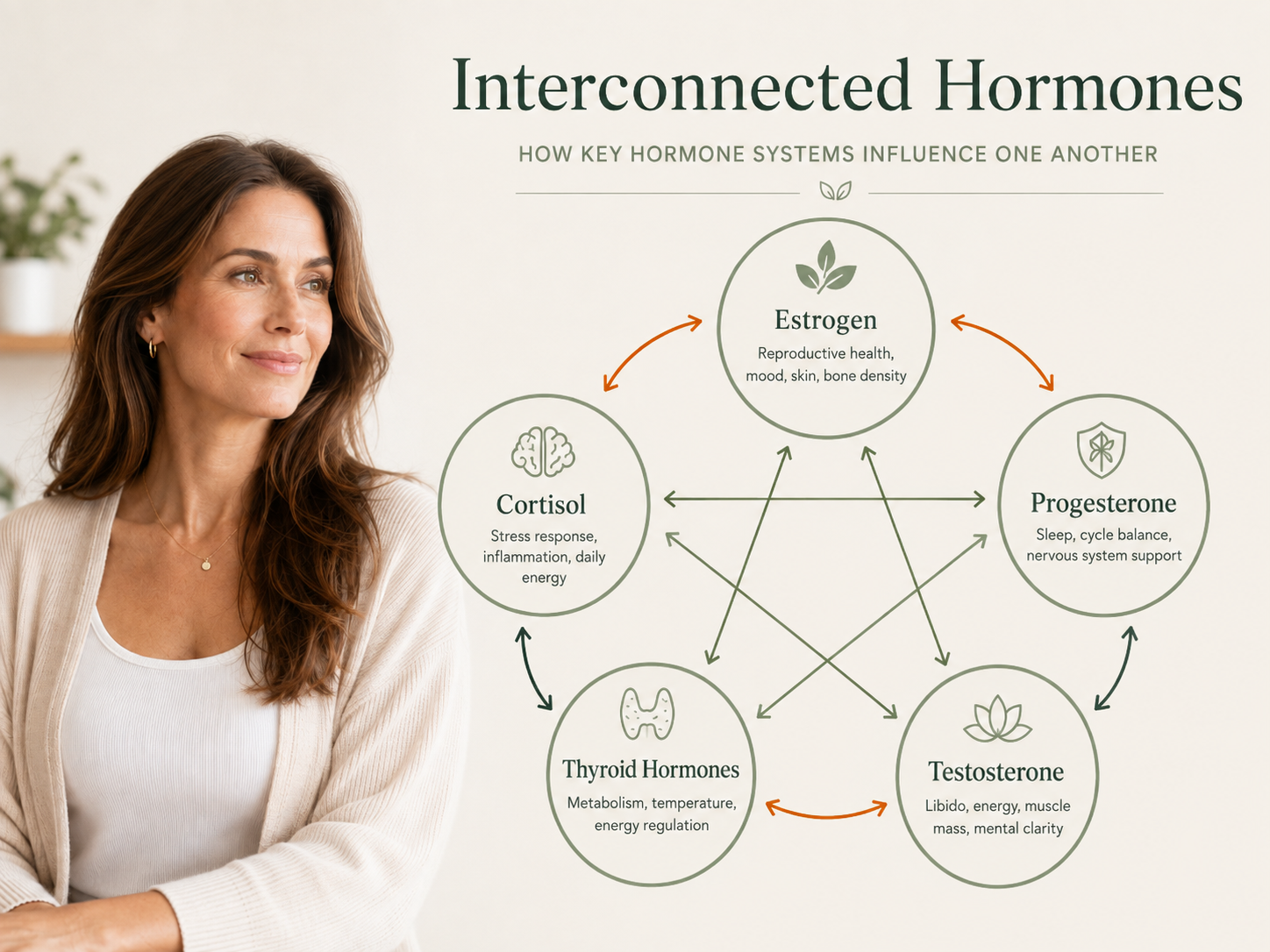 Illustration showing how estrogen, progesterone, thyroid hormones, and cortisol work together