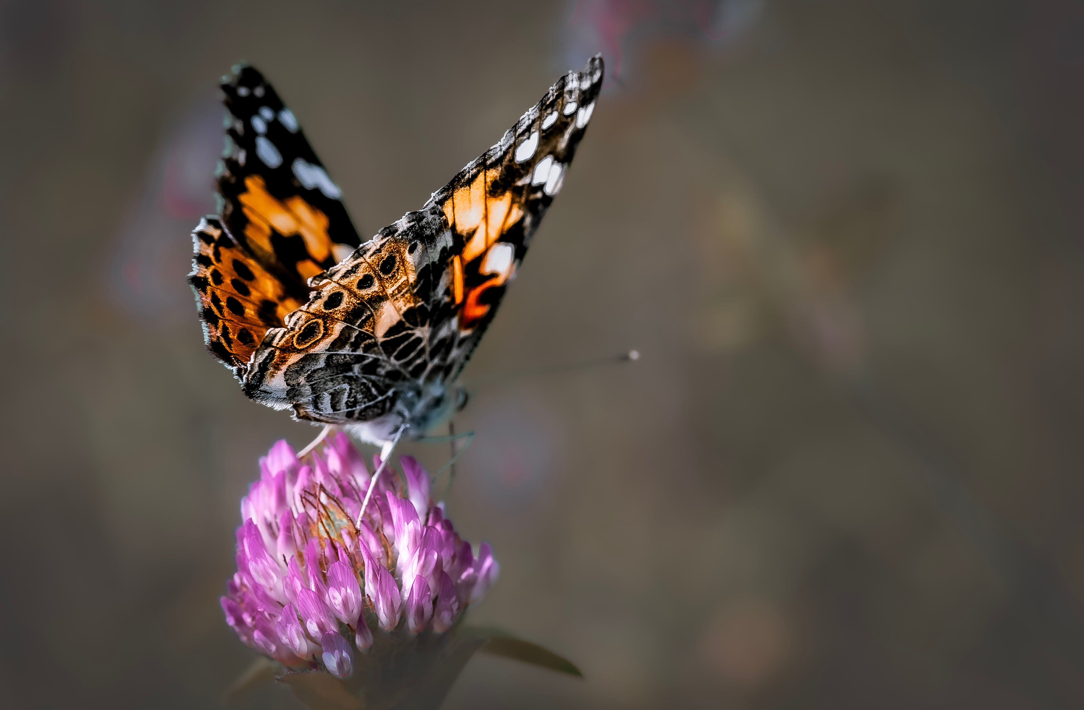 a butterfly representing thyroid gland