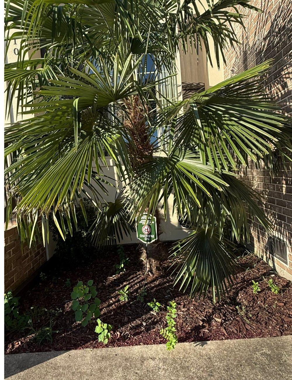 Before — Bayou Bright landscaping