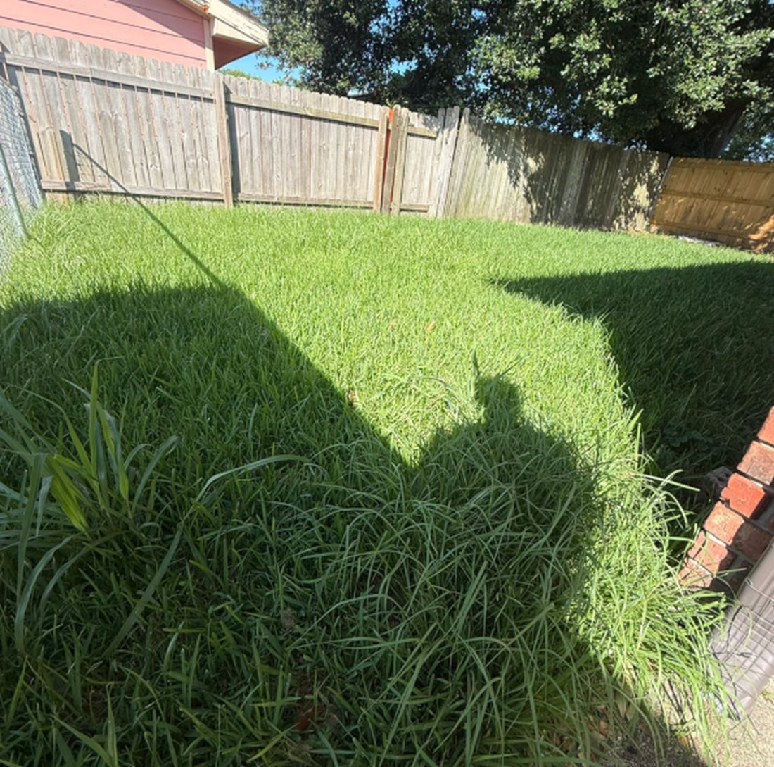 Overgrown lawn before mowing
