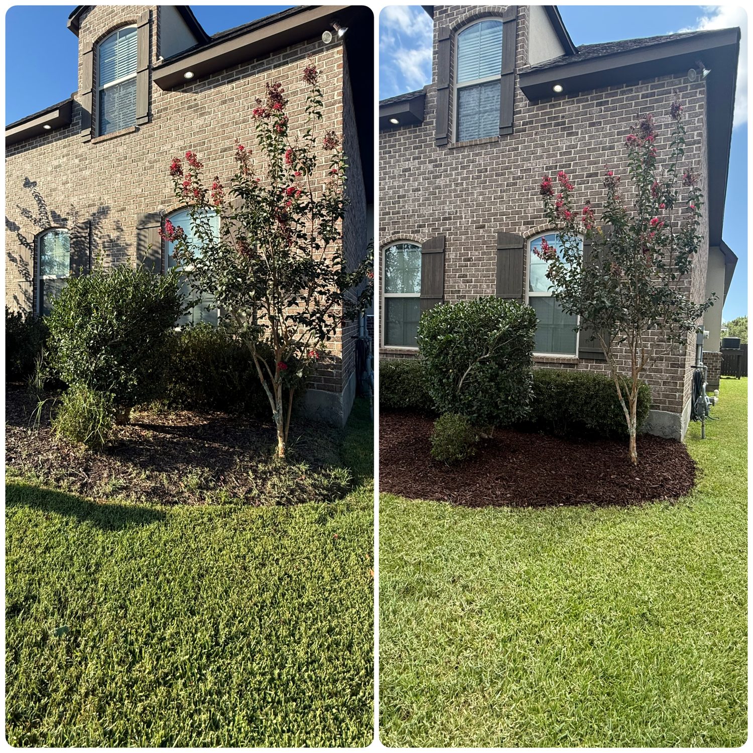 Shrub & Bed Refresh — Bayou Bright before and after