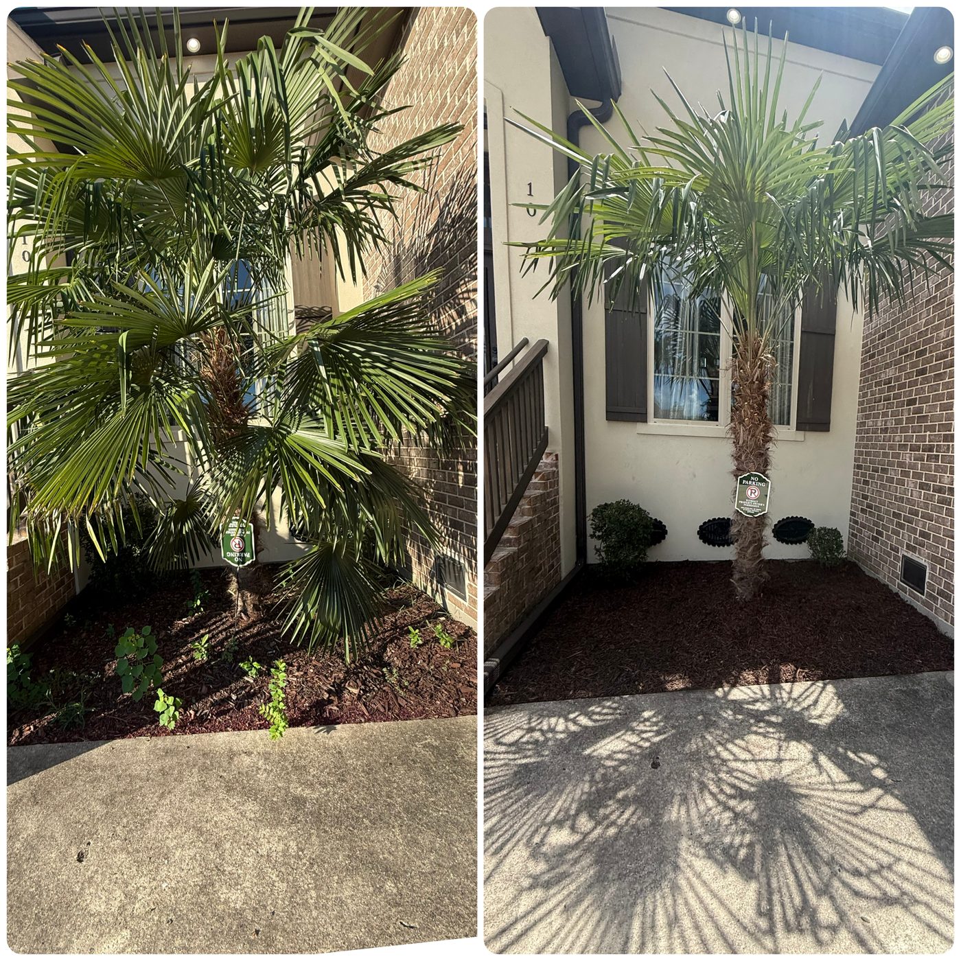 Bed Cleanup — Bayou Bright before and after