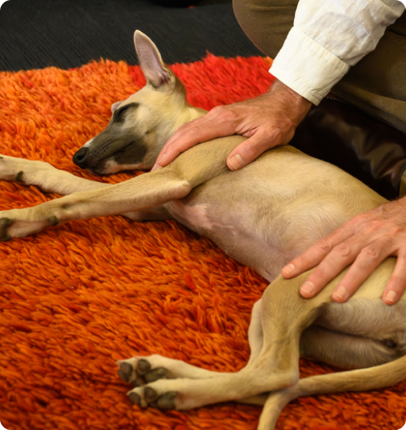 Photo Of Gem Lying On His Side On An Orange Rug With Dr. Ed's Hands Gently Touching His Shoulder And Hip