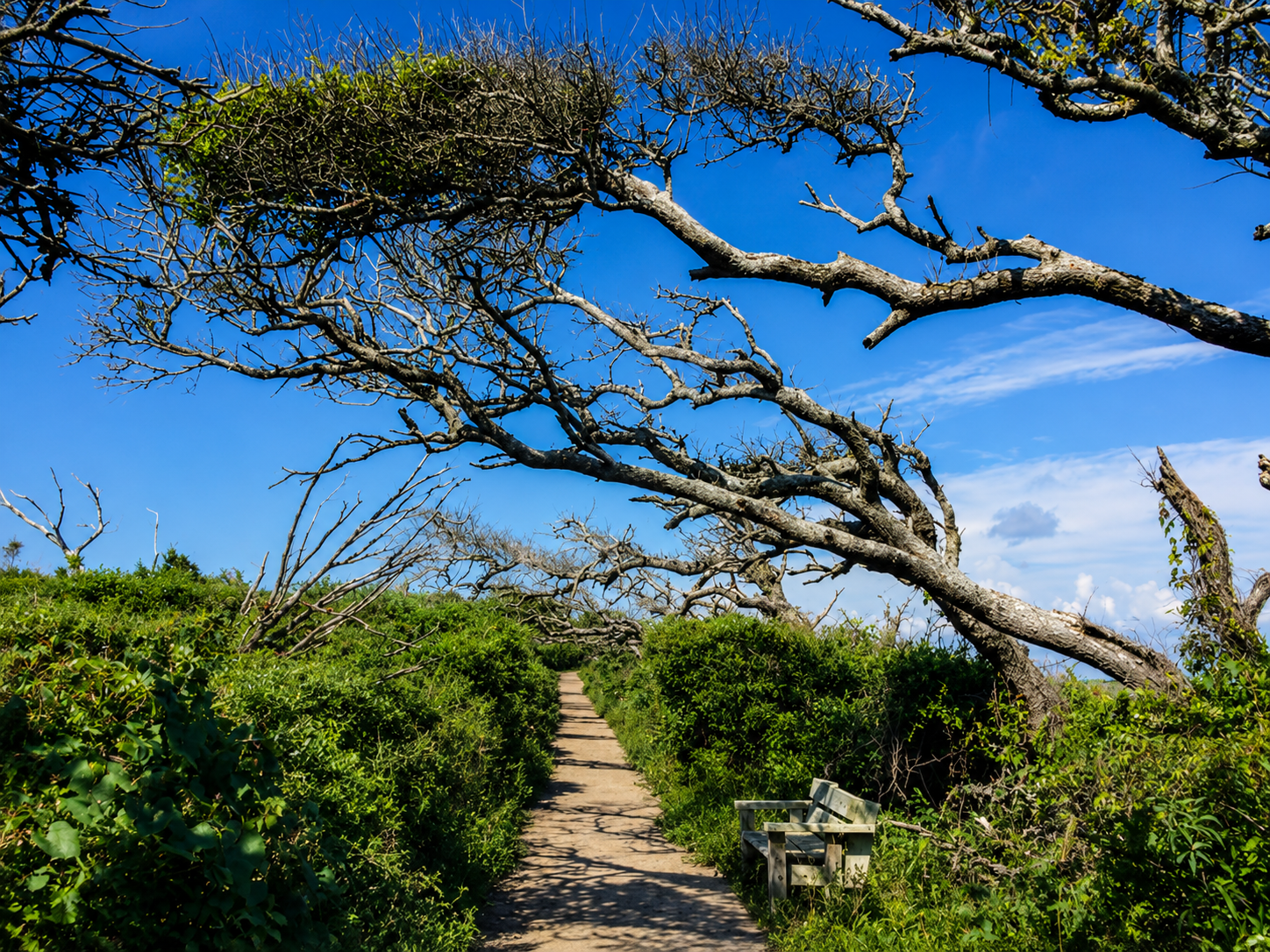 Pea Island National Wildlife Refuge scenic trail near Island Dreams Hideaway