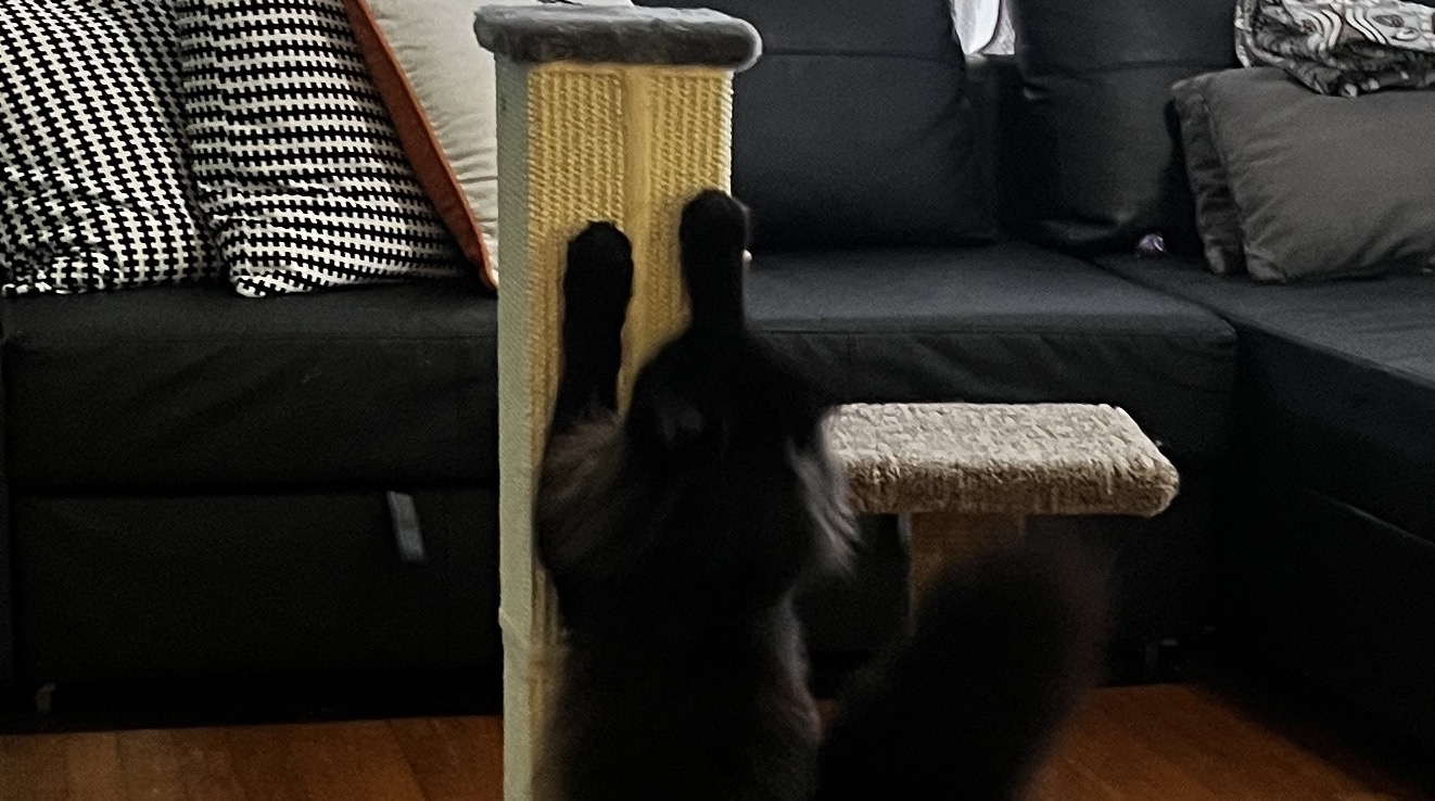 Cat using a scratching post
