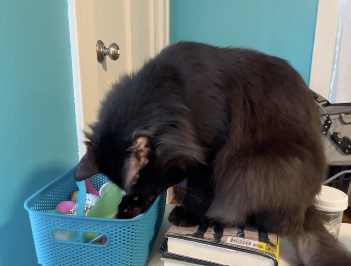 A black cat digging through a toy box looking for the perfect toy to play with. A black cat digging through a toy box looking for the perfect toy to play with.