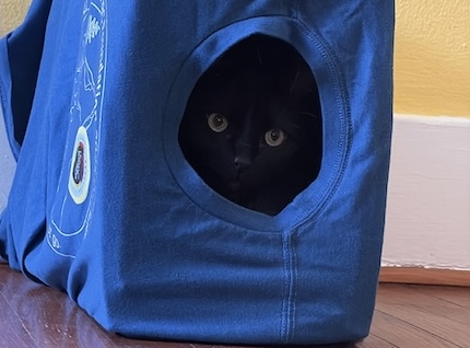 A black cat peering out of the t-shirt covered DIY hiding box. A black cat peering out of the t-shirt covered DIY hiding box.