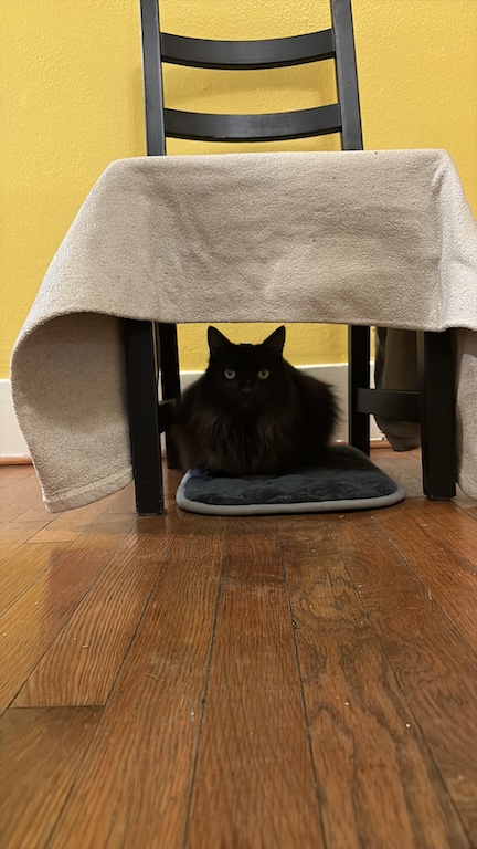 Black cat sitting on a mat under a chair that's covered by a blanket for a DIY cat hiding spot Black cat sitting on a mat under a chair that's covered by a blanket for a DIY cat hiding spot