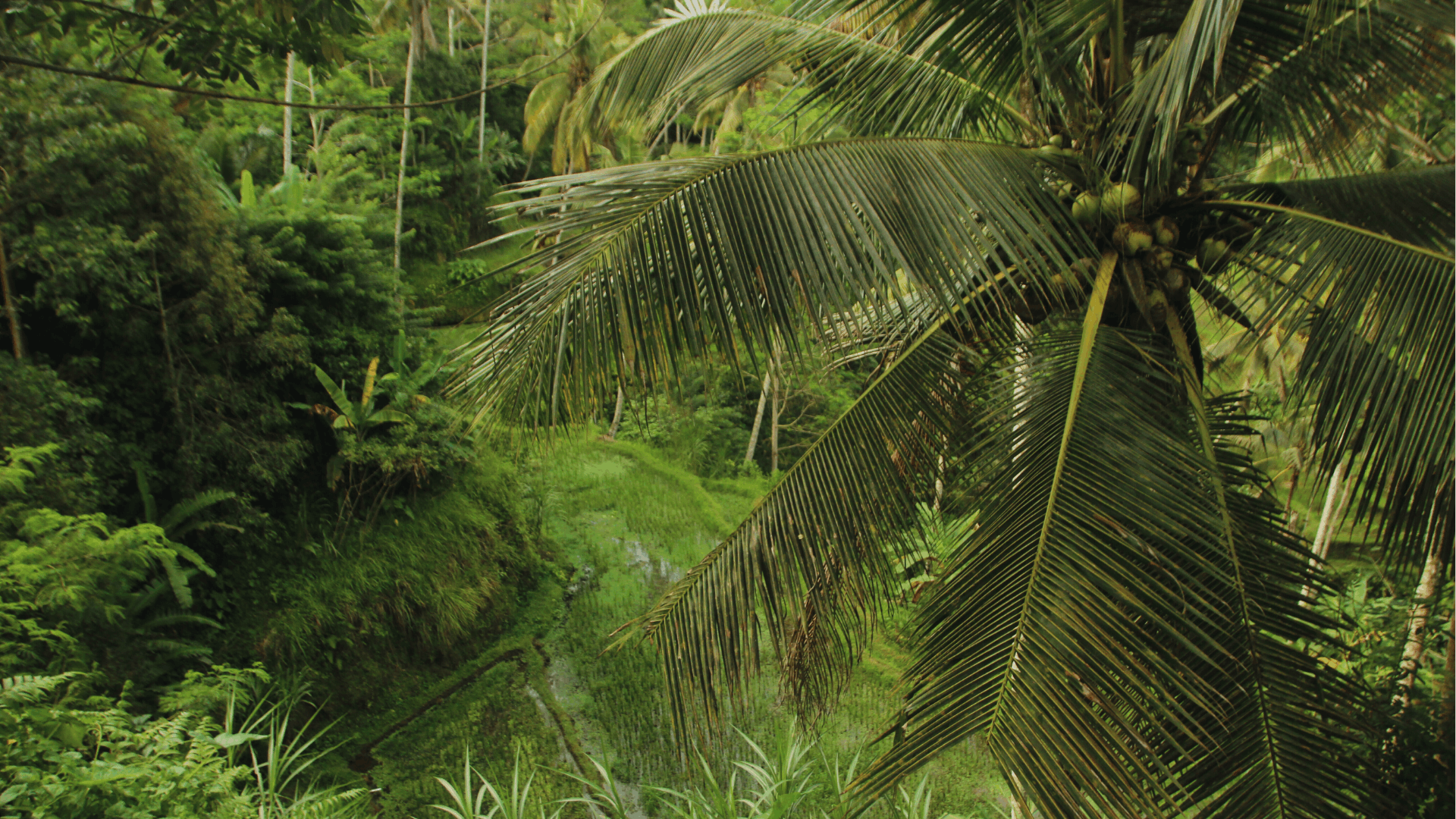 Selva Labkah Aerial View