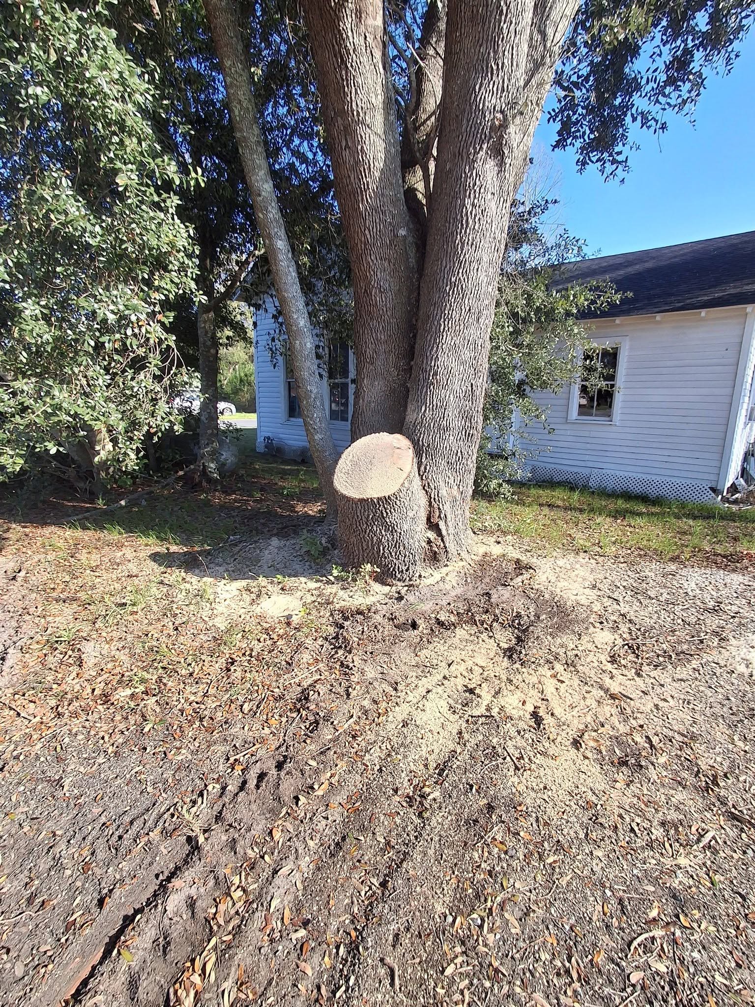 Tree Work