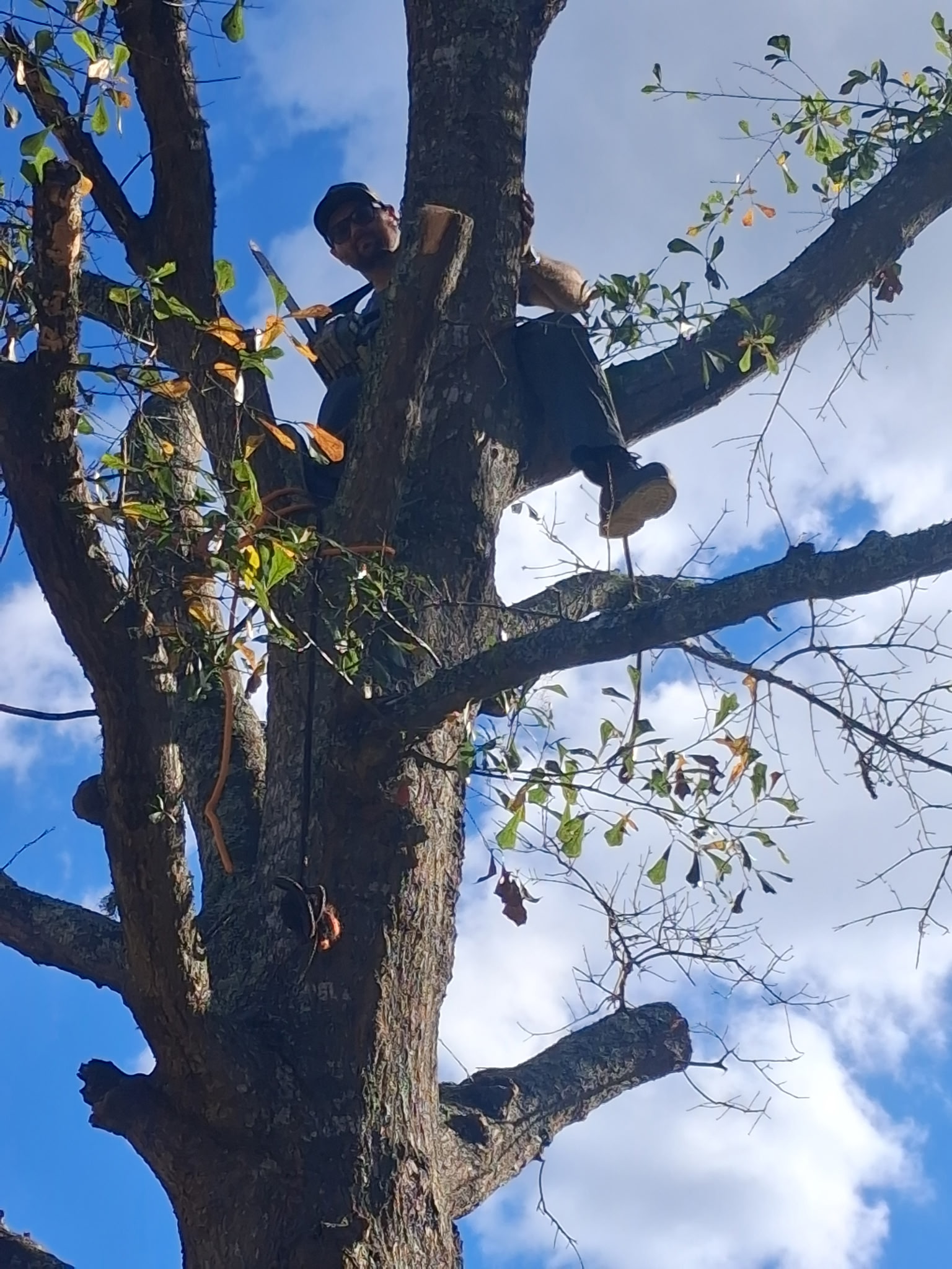 Tree Trimming